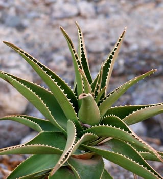 Aloe vera cactus