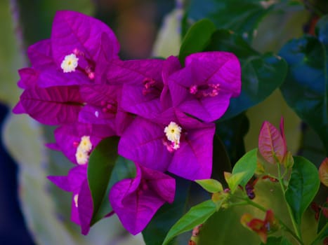 bougainvillea close-up, dark purple flower with green leaves