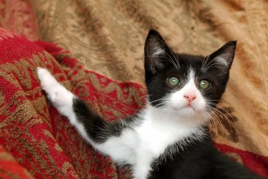 elegant pose from a cute black and white kitten