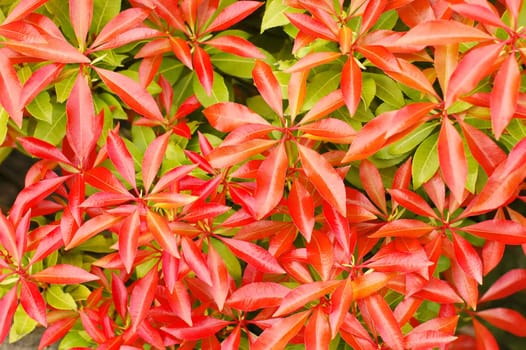 background of vibrant red and green leaf vegetation