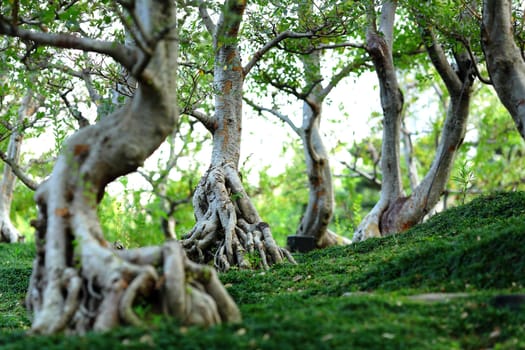 forest