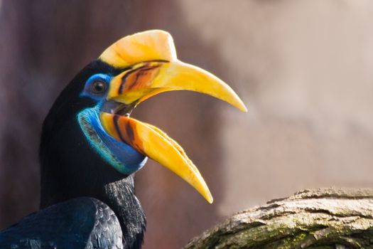 Female Knobbed Hornbill with large colorful bill