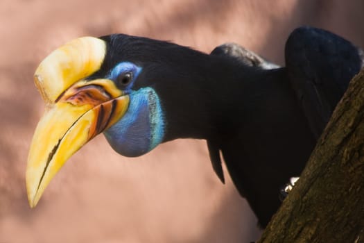 Female Knobbed Hornbill looking downward from branch