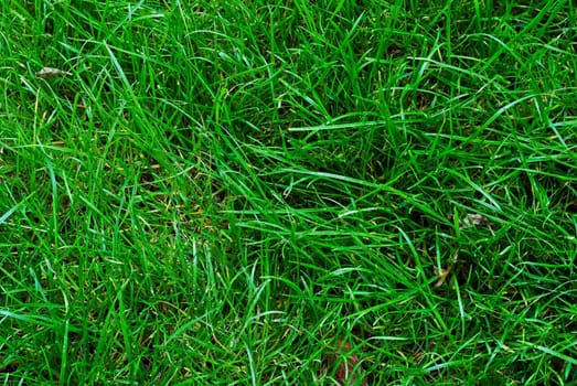 Pattern of green grass forming a nice background
