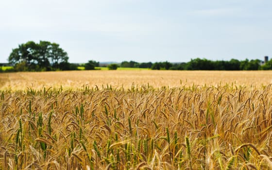 Wheat field in a rural area with out of focus trees