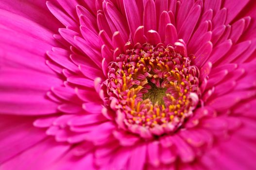 Closeup of brightly colored pink gerbera flower petals
