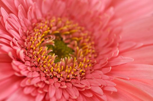 Closeup of brightly colored pink gerbera flower petals