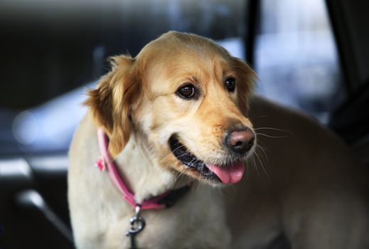 Labrador Golden Golden Retriever in car window