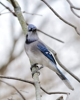 A blue jay perched on a tree branch.