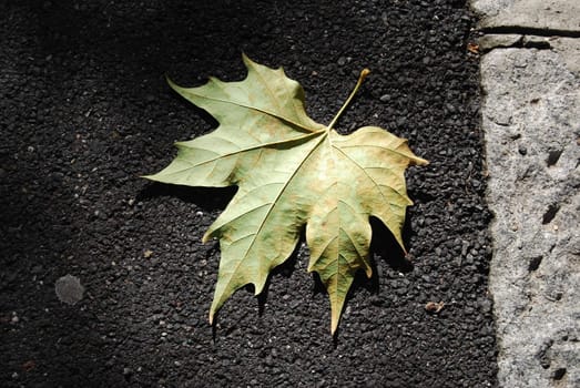 The nature in Autumn