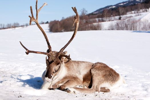 A reindeer laying down sleeping in the snow