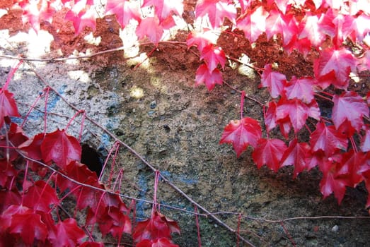 The nature in Autumn