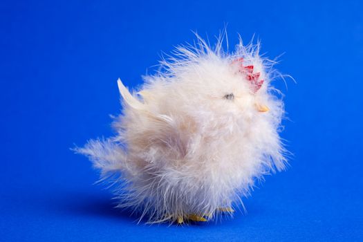 A funny little chicken isolated on a blue background