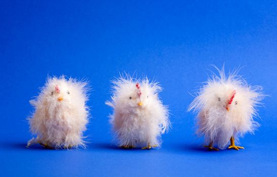 Three small chicks isolated on blue