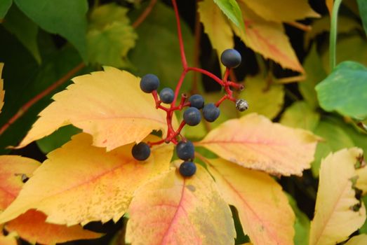 The nature in Autumn