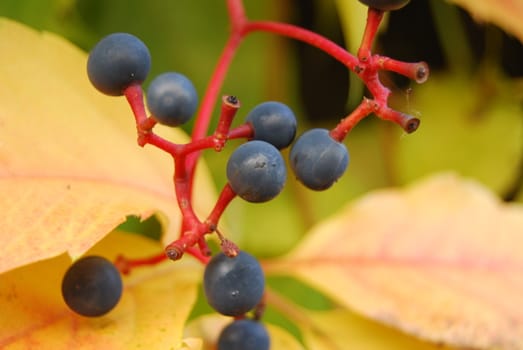 The nature in Autumn