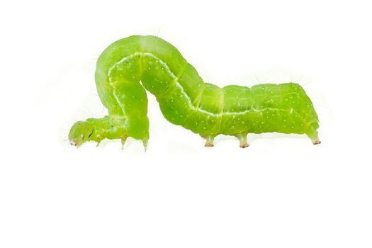 Green caterpillar isolated on white