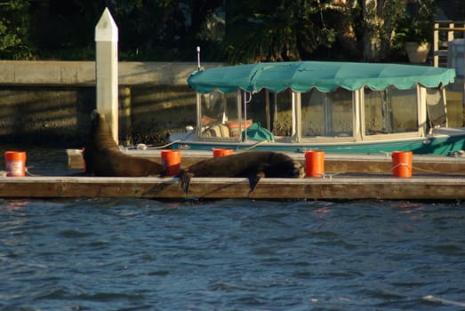 2 walrus sitting on dock in Orange county, California