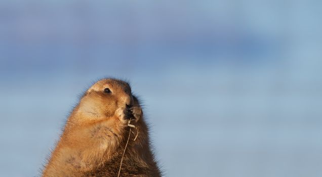 Brown prairie dog eating dry grass with soft blue background