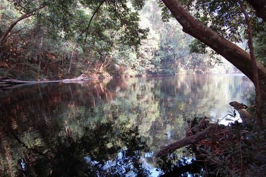 Rain River - Taman Negara National Park - Best of Malaysia