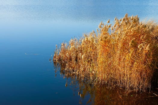 Reeded in the reservoir (I). Autumn fine day