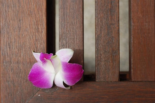 Orchidea Flower on wood deck