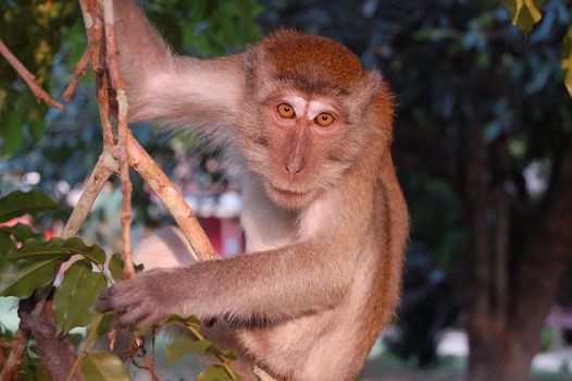 Monkey on the tree - Taman Nagara National Park - Malaesya