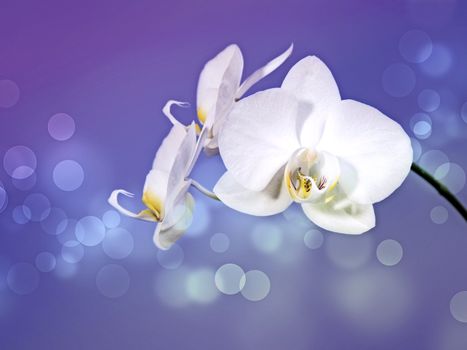 An image of a nice orchid flower