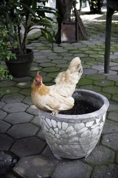 White and Orange chicken over a vase