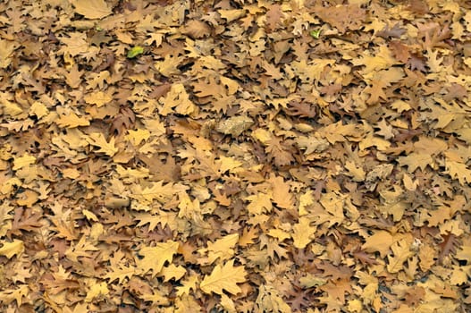 Autumnal background full of fallen orange foliage