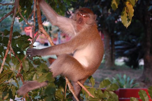 Monkey on the tree - Taman Nagara National Park - Malaesya