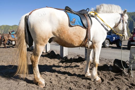 White and Orange horse before a horseback riding