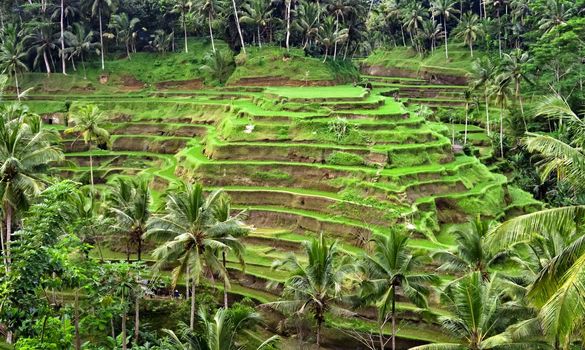  Green rice plantation terrace  in a middle of the jungle