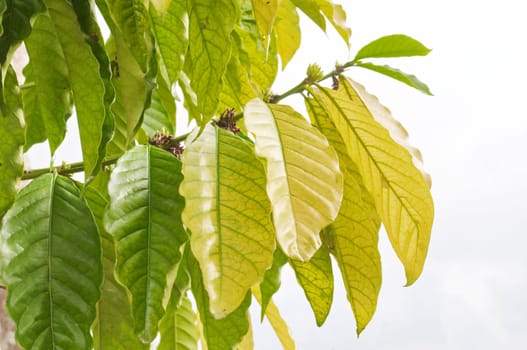 Fresh green tobacco leaves on white background