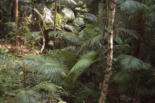 Rain Forest, Taman Negara National Park - Best of Malaysia