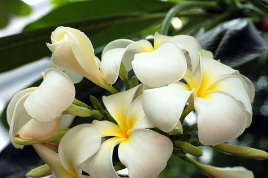 White flower against a green background