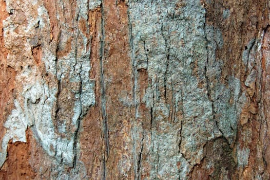 Brown bark of a tree - wood background
