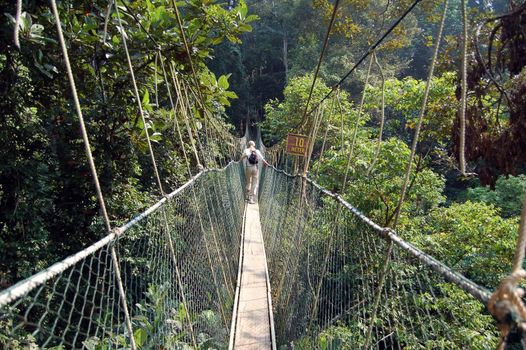 Canopy walkway, Taman Negara National Park - Best of Malaysia