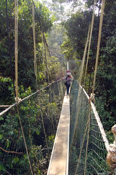 Canopy walkway, Taman Negara National Park - Best of Malaysia
