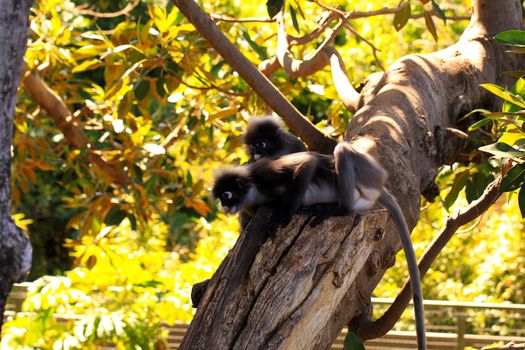 Two Dusky-Leaf Monkeys in Tree - Trachypithecus obscurus. Adelaide Zoo, Australia