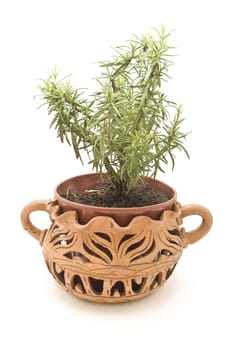 plant pot with rosemary