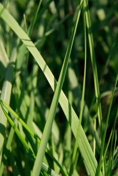 Closeup of green grassblades on a field