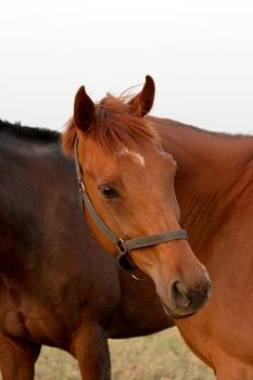 Headshot of a brown horse