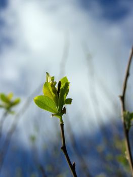 New leaves emerging from a weak bud