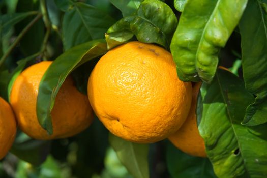 ripe oranges on a tree