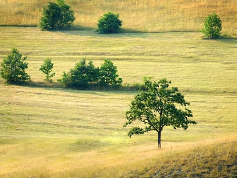 a tree in front of others