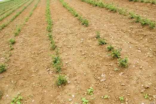 It is a green fresh tea leaf farm.