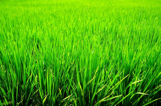 It is a green new rice land background.