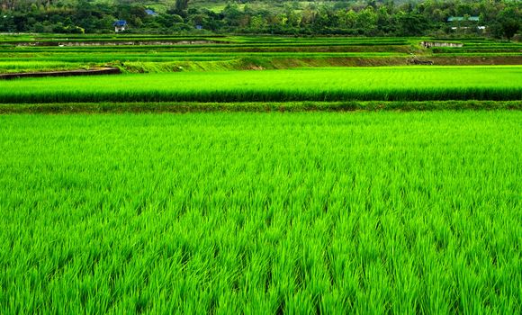 It is a green new rice land background.