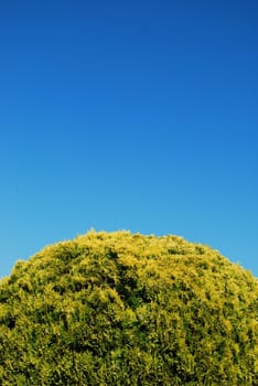 beautiful green tree bush with blue sky background